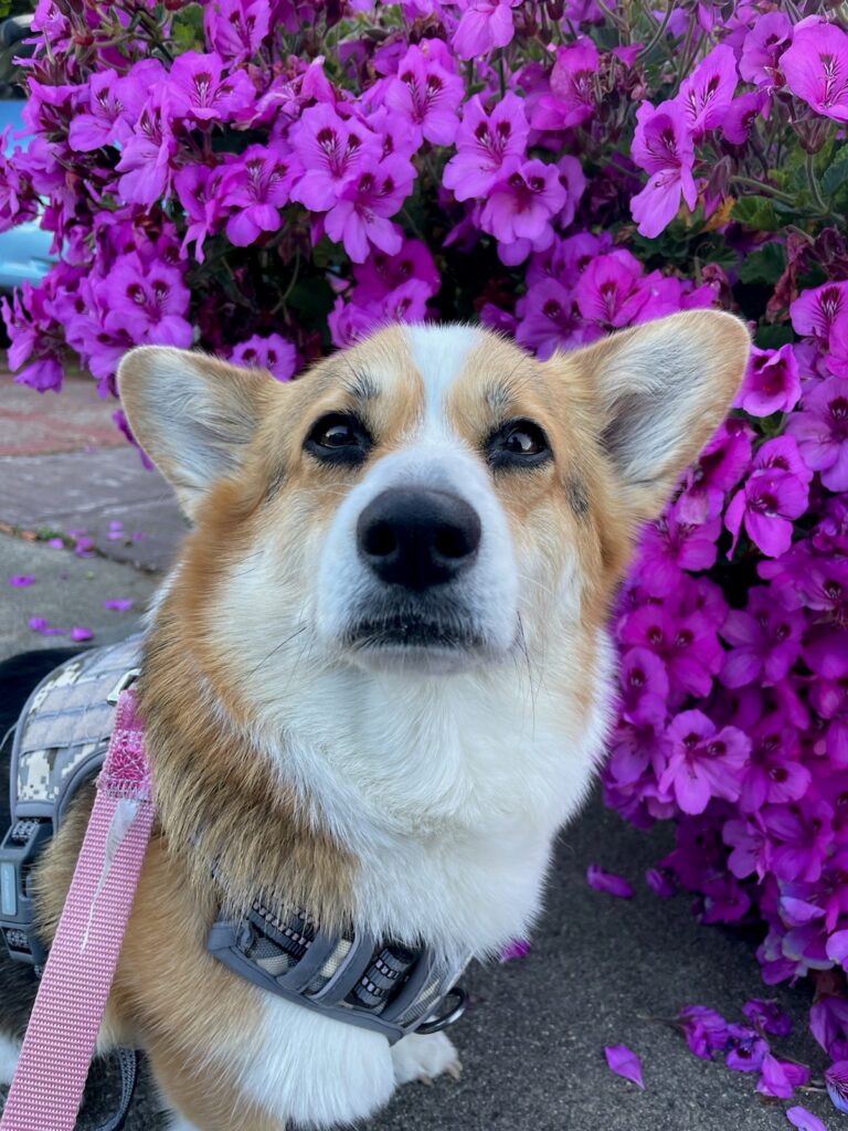 Noelle AAT dog