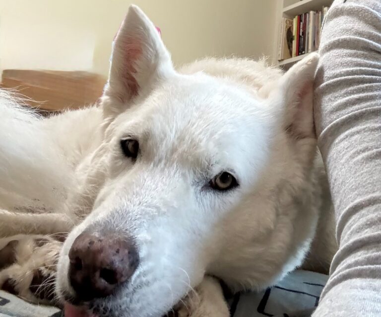 Nova AAT dog