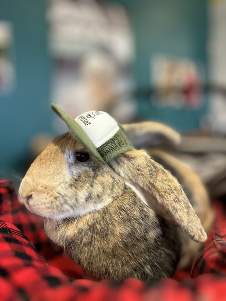 O'Hare AAT rabbit