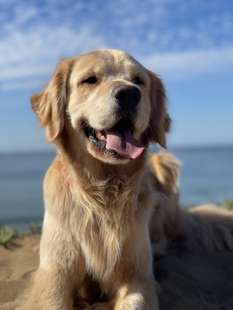 Otis AAT dog