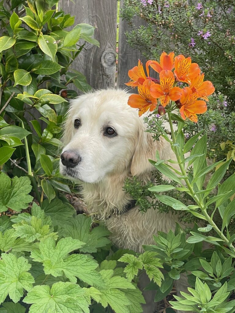 Pacha AAT dog