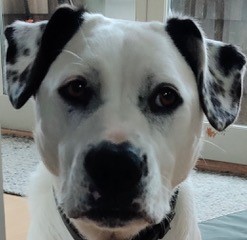 Pearl AAT dog