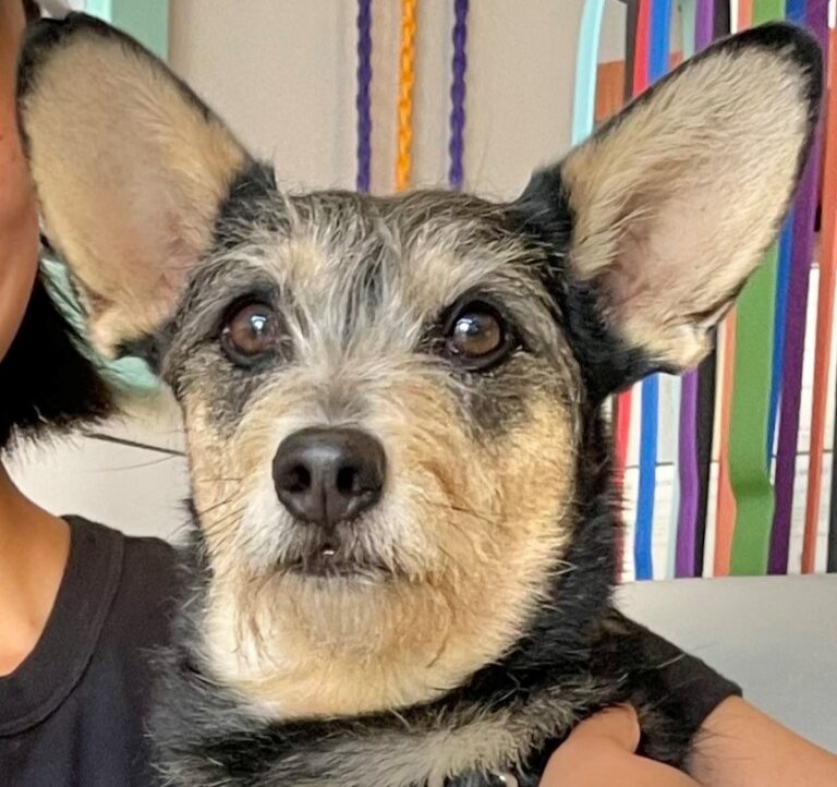 Philbert AAT dog