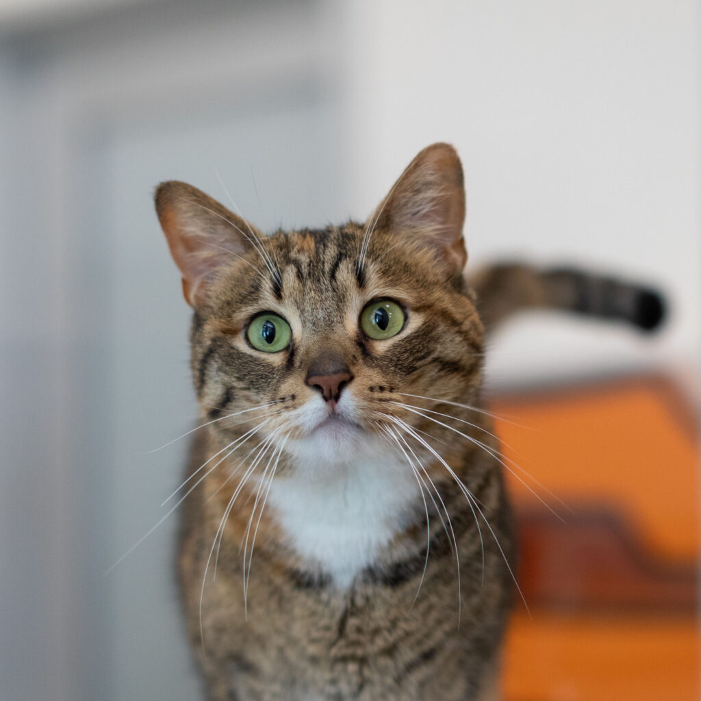 Photo of tabby cat with green eyes