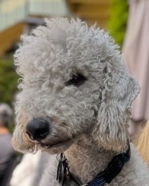 Skyler AAT dog