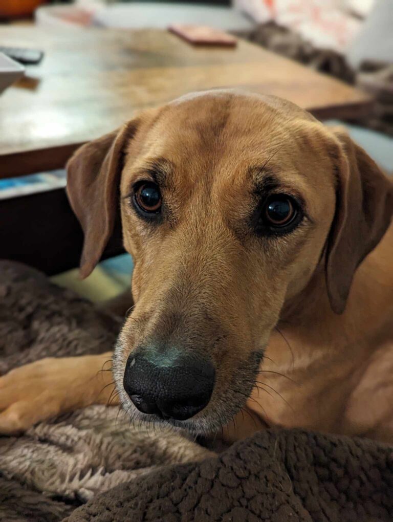 Toffee AAT dog