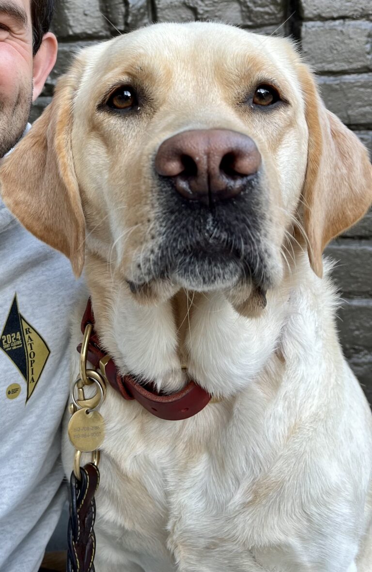 Toula AAT dog