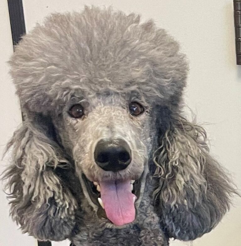 Violet AAT dog