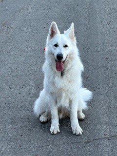 Zay AAT dog