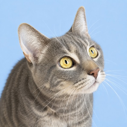 Smokey - Photo 1