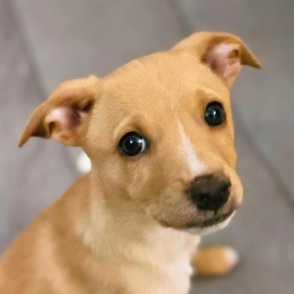Sofritas - Photo 3