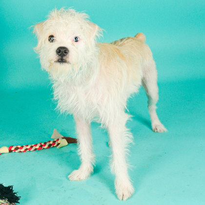 Louie - Photo 3