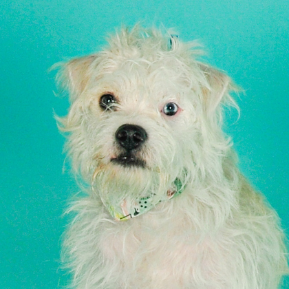 Louie - Photo 2
