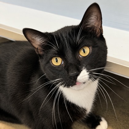 Tux - Photo 1