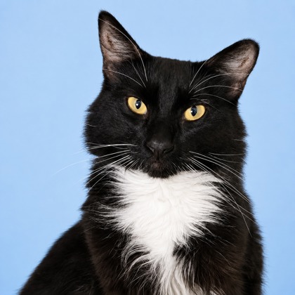 Whiskers - Photo 1