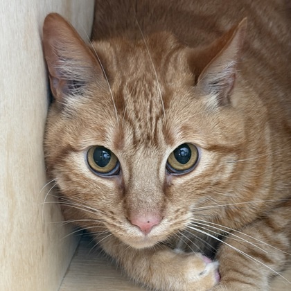 Caramel - Photo 1