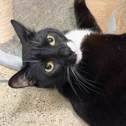 Tux - Photo 3