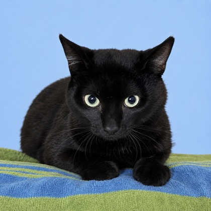 Albert - Photo 1