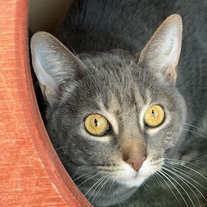 Smokey - Photo 2