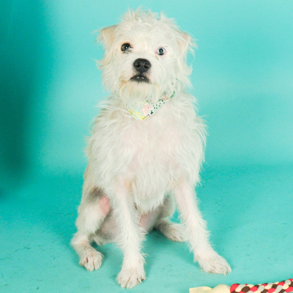 Louie - Photo 1