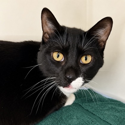 Tux - Photo 2