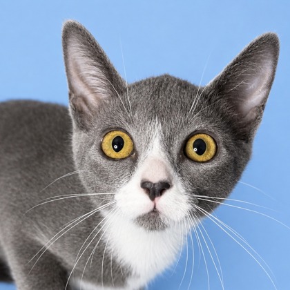 Bunny - Photo 1