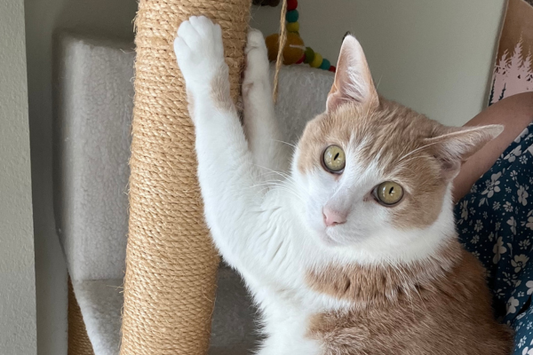 An orange and white cat scratches a scratching post