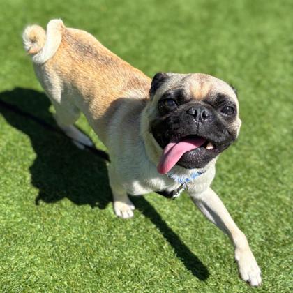 Pumba - Photo 3