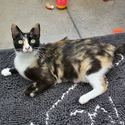 Kitty - Photo 3
