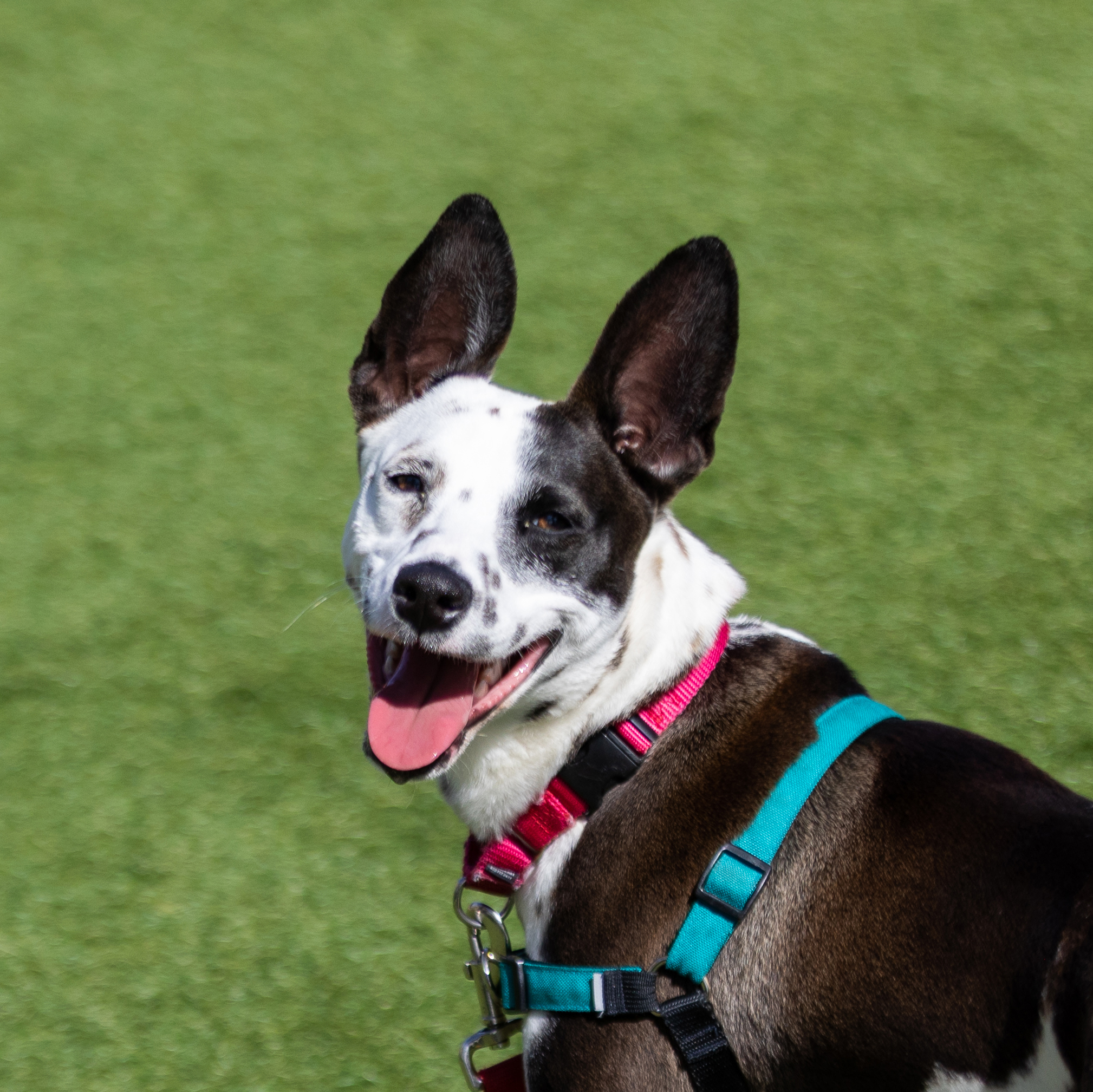 Spca*:・'°☆品 Home Page - San Francisco SPCA