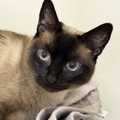 Coco - Photo 2
