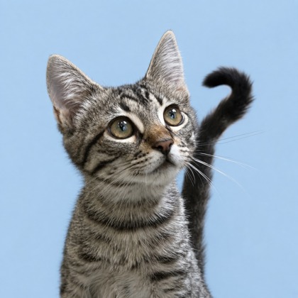 Darcy - Photo 1