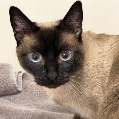 Coco - Photo 3