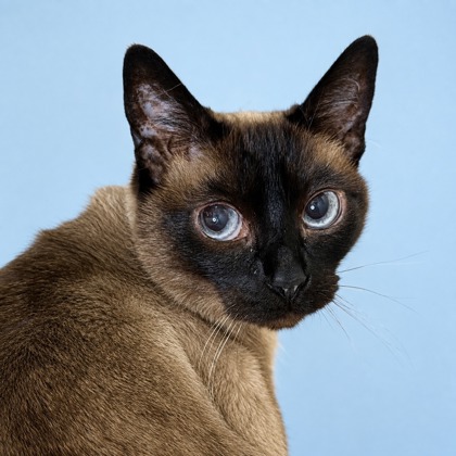 Coco - Photo 1