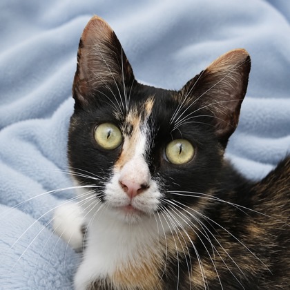 Kitty - Photo 1