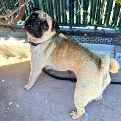 Pumba - Photo 2