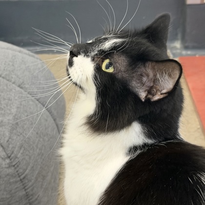 Jack - Photo 3