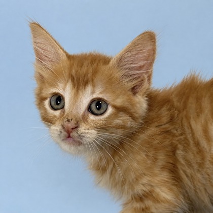 Marmalade - Photo 1