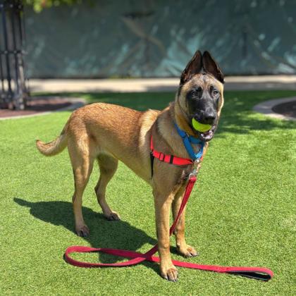 Ilia Malinois - Photo 2