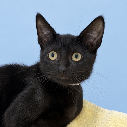 Oliver - Photo 1