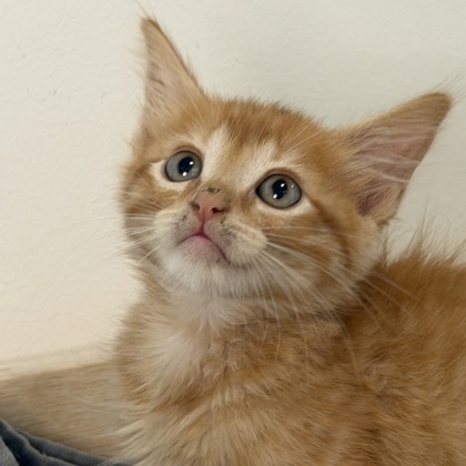 Marmalade - Photo 2