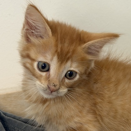 Marmalade - Photo 3