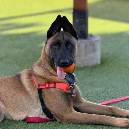 Ilia Malinois - Photo 1