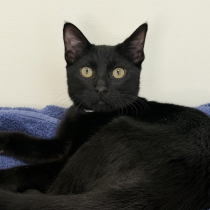Sylvester - Photo 3