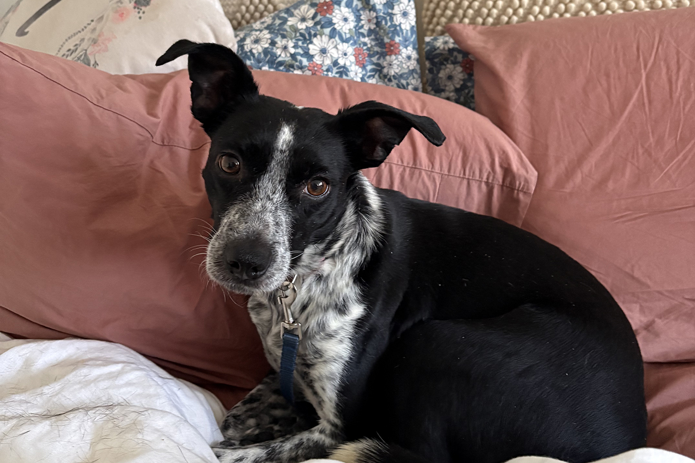 Black and white dog at home on pillows