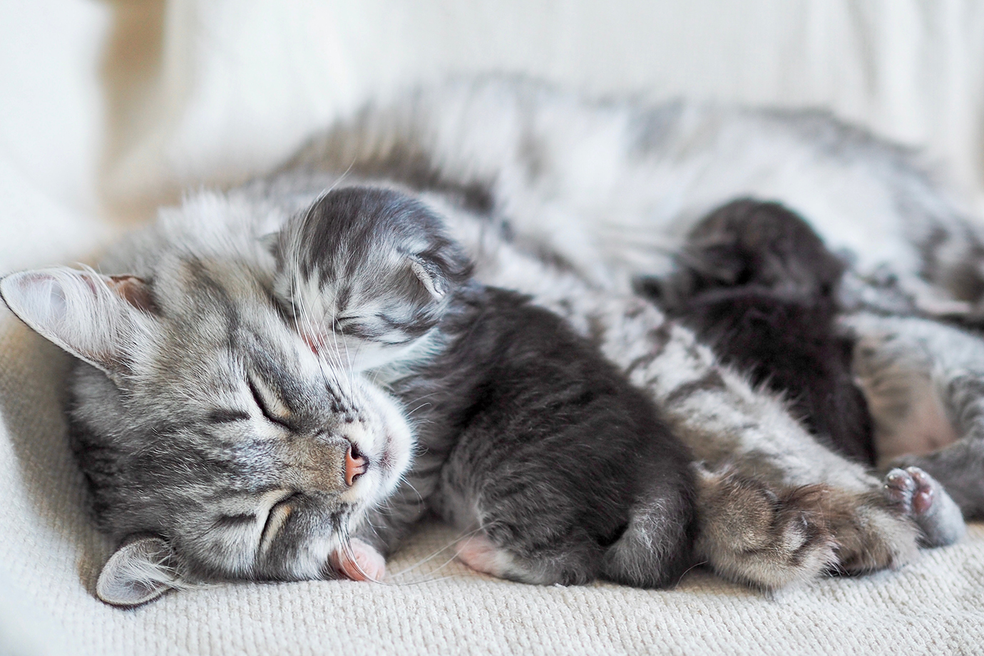 Grey and white cat sleeping with her kittens