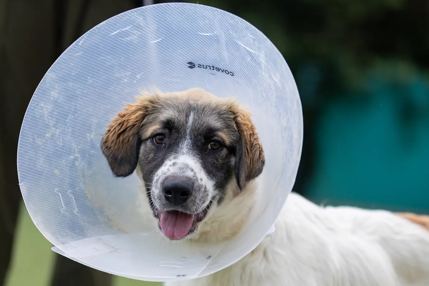 Brown, black and white puppy with a plastic cone on his head