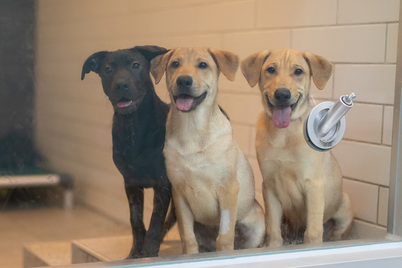 Image of 3 puppies in an adoption window