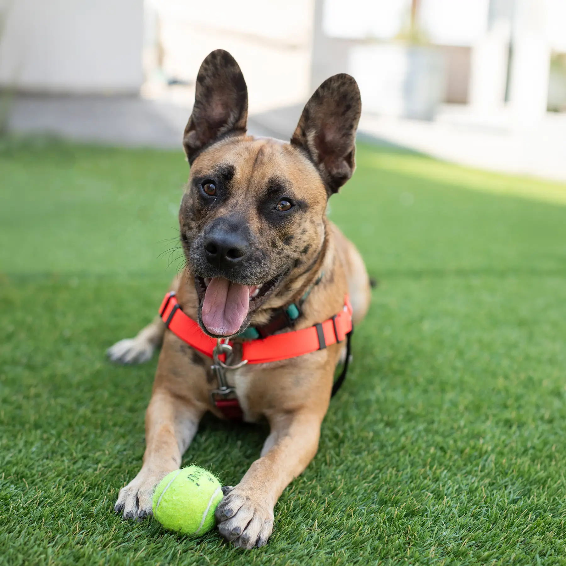 Photo of brown and black dog with spotted ears