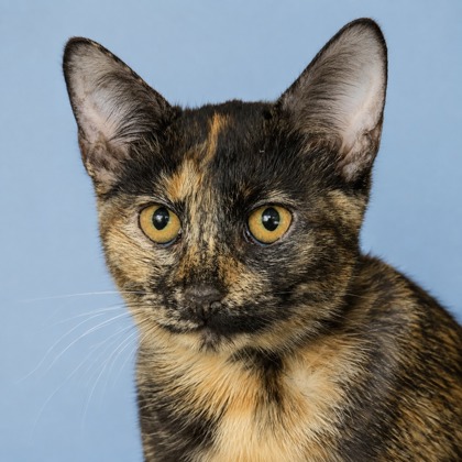 Phoebe - Photo 1
